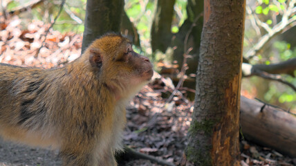 Close up of a young barbary ape looking up