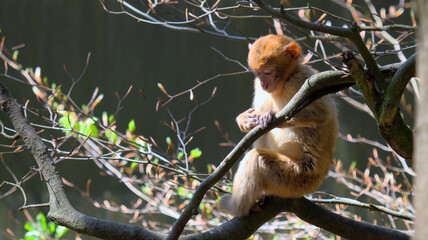 Young barbary ape child sitting on branch