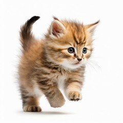 An energetic little kitten playing and running, captured in full body on an isolated background. The perfect image to showcase the playful nature of cats, generated by AI for maximum clarity and detai