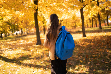 Schoolgirl with school blue backpack and autumn maple leaves in the park, back view. Beginning of a...