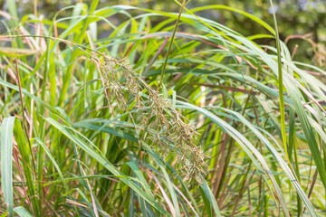 Flower Lemongrass plants are planted in large cement pots, this plant is widely used as a spice in cooking or herbal drinks in thai