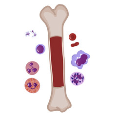 Red bone marrow contains blood stem cells that can become red blood cells, white blood cells, or platelets. Hand drawing cartoon PNG illustration. - obrazy, fototapety, plakaty