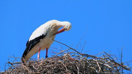 Portrait of a stork standing in its nest and cleaning itself with its beak
