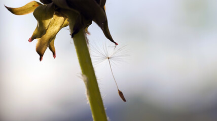 Close up of a single cypsela seed of dandelion