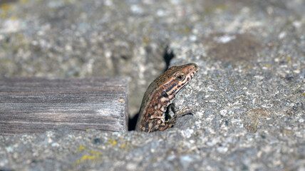 Lizard looking out from a crack in a wall
