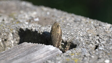 Lizard peeking out of rock crevice