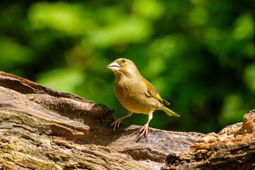 Groenvink - Greenfinch