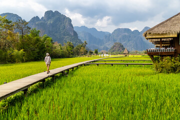 wooden path with green rice field in Vang Vieng, Laos. - 582742077