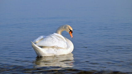 Squinting swan on the water