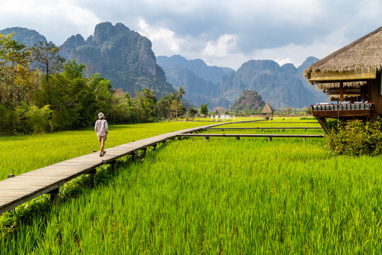 wooden path with green rice field in Vang Vieng, Laos.