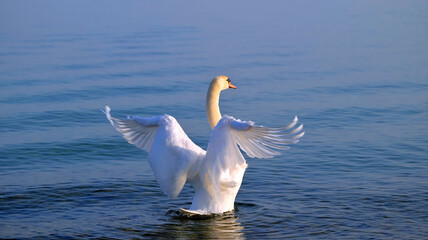 Swan with wings stretched up backwards