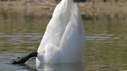 Swan dabbling with head under water