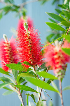 bottlebrush flower