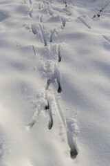 animal tracks in the snow,hare tracks in winter in the snow