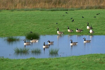 Aerial view of geese swimming in water