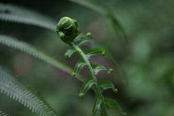 close up of a fern