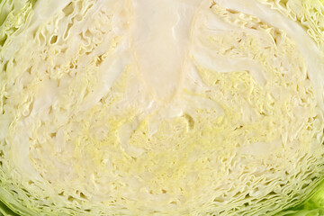 cross section savoy cabbage seamless background