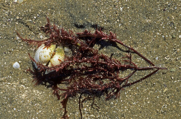 Pterocladia pinnata , Algue rouge