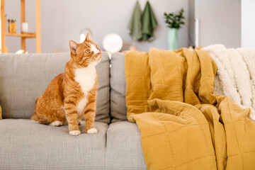 Cute red cat sitting on grey couch at home