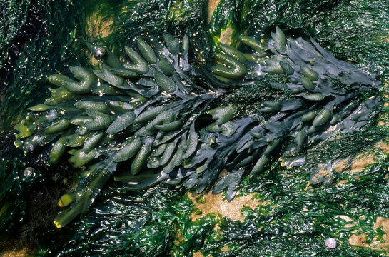 Fucus vesicolus, Algue,  varech