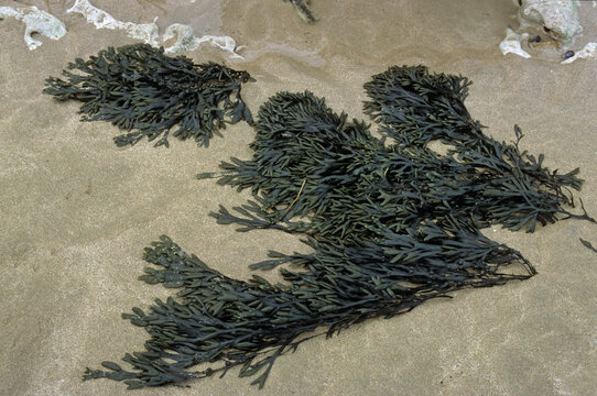 Fucus vesicolus, Algue,  varech
