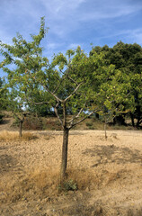 Fototapeta na wymiar Prunus amygdalus, Amandier