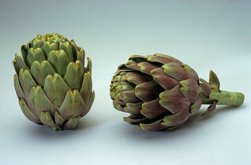 Cynara scolymus, Artichaut