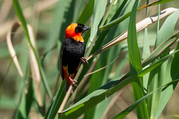 Euplecte ignicolore, .Euplectes orix, Southern Red Bishop, Afrique du Sud
