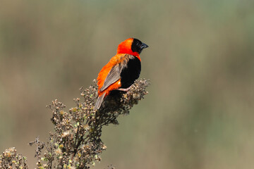 Euplecte ignicolore,.Euplectes orix, Southern Red Bishop, Afrique du Sud