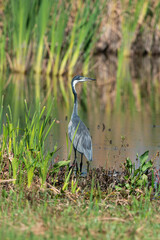 Héron mélanocéphale,.Ardea melanocephala, Black headed Heron, Afrique du Sud