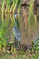 Héron mélanocéphale,.Ardea melanocephala, Black headed Heron, Afrique du Sud