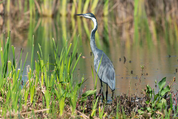 H&eacute;ron m&eacute;lanoc&eacute;phale,.Ardea melanocephala, Black headed Heron, Afrique du Sud