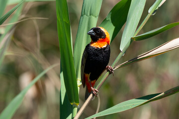 Euplecte ignicolore, .Euplectes orix, Southern Red Bishop, Afrique du Sud