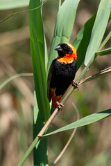 Euplecte ignicolore, .Euplectes orix, Southern Red Bishop, Afrique du Sud