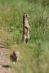 Mangouste jaune, Mangouste fauve, Cynictis penicillata