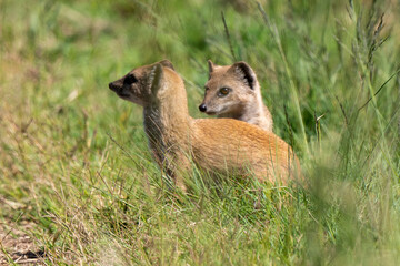 Mangouste jaune, Mangouste fauve, Cynictis penicillata
