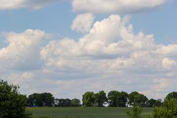 Summer landscape with hilly green field and forest in the distance
