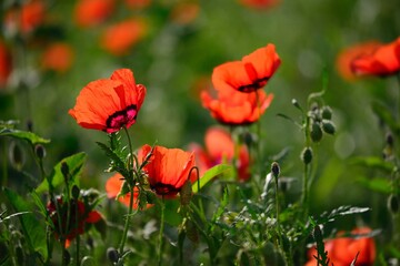 Naklejka premium Beautiful wild poppy field in Xinjiang