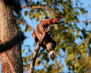 Closeup shot of a beautiful brown Hoopoe bird on the branch on a sunny day