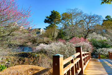 静岡県熱海市　熱海梅園