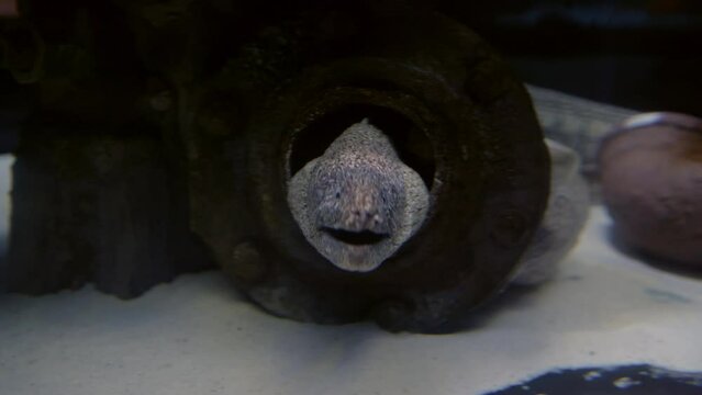 The eel comes out of hiding. Big fish in a menacing aquarium. Portrait moray eel in the aquarium