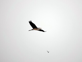 Majestic Great blue heron soaring through the air