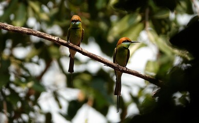 Asian green bee-eater perched atop a sun-dappled tree branch in a natural outdoor setting