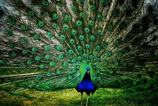 Peacock with feathers out