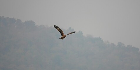 the eagle is soaring in the sky with wings wide open