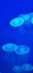 jellyfish in aquarium