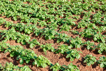 Organic Vegetable Garden with Fresh Produce