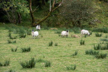 Irland Nordirland