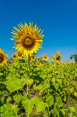 Sunflower field in a sunny day