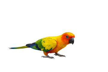 Colorful sun conure parrot eating sunflower seeds isolated on transparent background png file